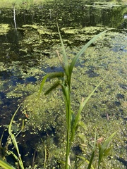 Carex pseudocyperus
