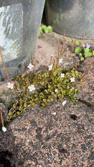 Epilobium brunnescens