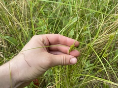 Carex sychnocephala