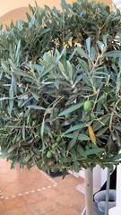 Olea europaea