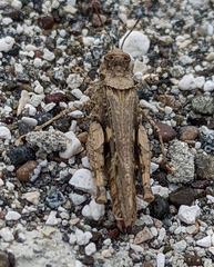 Acrotylus insubricus