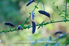 Cytisus grandiflorus