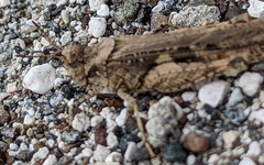 Acrotylus insubricus