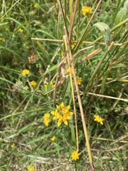 Lotus uliginosus