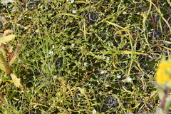 Stellaria crassifolia