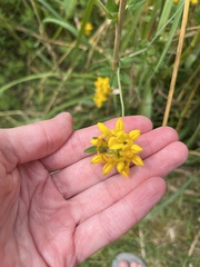 Lotus uliginosus