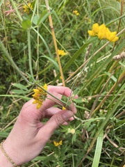 Lotus uliginosus