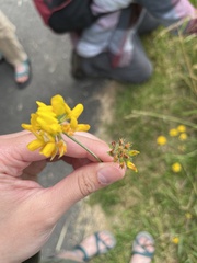 Lotus uliginosus