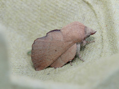 Phyllodesma suberifolia