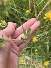 Lotus uliginosus