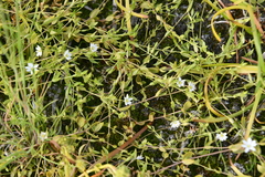 Stellaria crassifolia