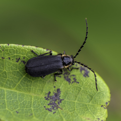 Polemius laticornis