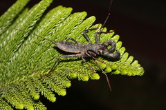 Typopeltis crucifer