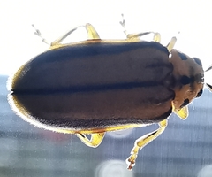 Xanthogaleruca luteola