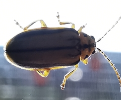 Xanthogaleruca luteola