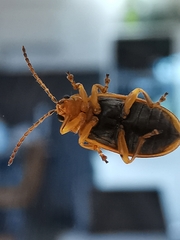 Xanthogaleruca luteola