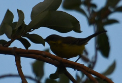 Motacilla tschutschensis
