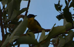 Motacilla tschutschensis