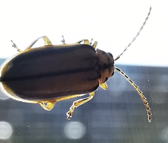 Xanthogaleruca luteola