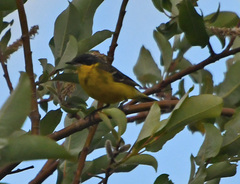 Motacilla tschutschensis