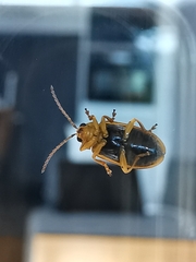 Xanthogaleruca luteola