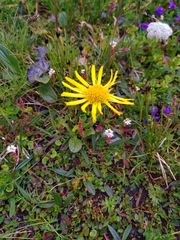 Doronicum clusii