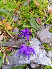 Phyteuma globulariifolium