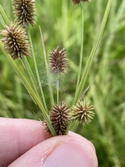 Cyperus retrorsus