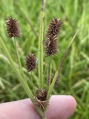 Cyperus retrorsus