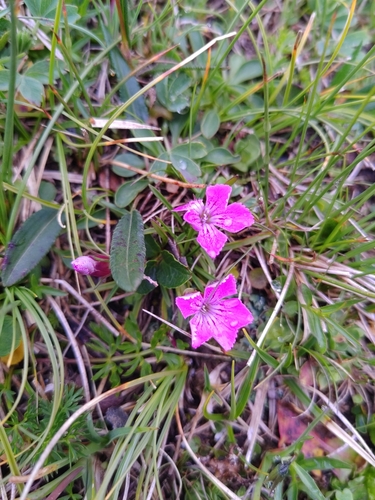 Dianthus glacialis, photograph 1