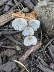Coprinellus curtoides