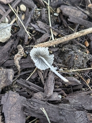 Coprinellus curtoides