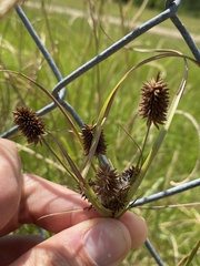 Cyperus retrorsus