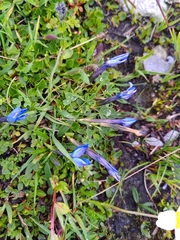 Gentiana brachyphylla