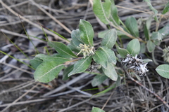 Salix glauca