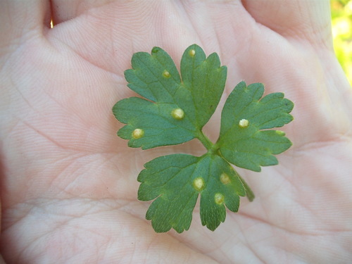 Entyloma microsporum image