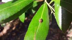 Harmonia axyridis