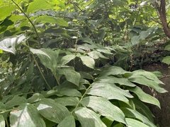 Polygonatum × hybridum