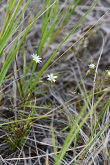 Stellaria peduncularis