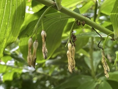 Polygonatum × hybridum
