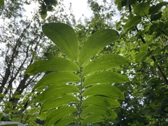 Polygonatum × hybridum