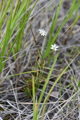 Stellaria peduncularis