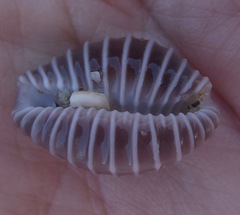 Pusula solandri