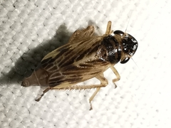 Evacanthus acuminatus