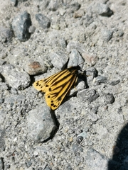 Setina aurita