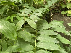 Polygonatum × hybridum