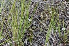 Stellaria peduncularis