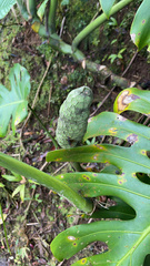 Monstera deliciosa