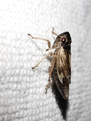 Evacanthus acuminatus