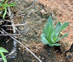 Albuca ciliaris